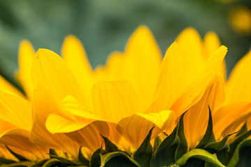 close up of long yellow  petals of blooming sunflower with blurry background