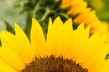 close up of long yellow sunflower petals with blurry flower field background