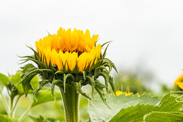 close up of a big yellow sunflower bud ready to blooming in the field under bright sky