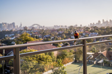 Sydney Lorikeet