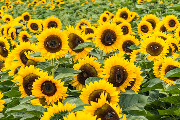 Fototapeta premium beautiful sunflowers blooming in the field with big green leaves 