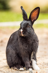 cute black rabbit with one foot covered with white hair sitting on the ground