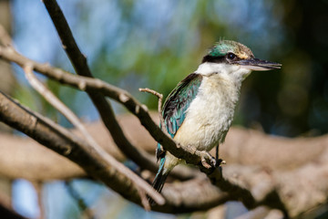 Sacred Kingfisher in Australasia