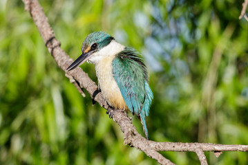 Sacred Kingfisher in Australasia