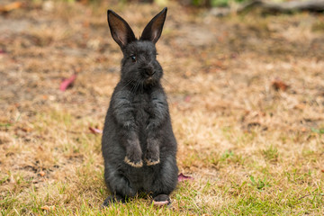 Naklejka na ściany i meble cute black bunny standing on brown grass field with two paws covering the belly staring at you