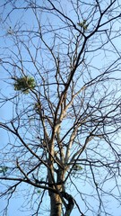 branches of a tree against blue sky