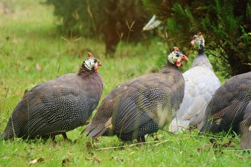 Guinea fowls walking and looking for food in the ground. Big family. Animal and wildlife concept. - Powered by Adobe