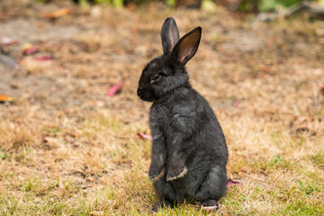 cute black rabbit standing on brown grass field with front feet down to its belly staring at you