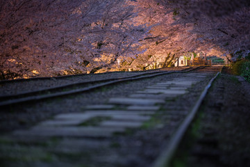 京都府 蹴上インクライン 桜