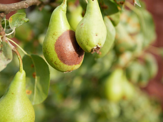 pear spoils on a tree. rotten pear, which is hanging on the tree in the orchard. Photo close-up, small depth of field. Wasp sits on spoiled fruit and eats it