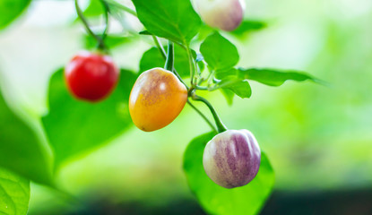 colorful cherry peppers plant in nature - 285386855