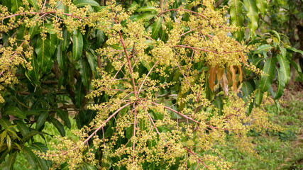 mango flowers bloomimg in nature - 285386861