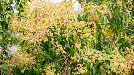 plentiful of mango flowers blooming in the nature - 285386884