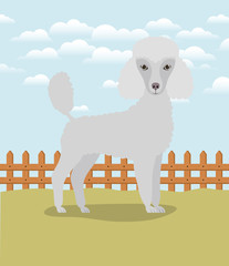 cute poodle dog pet in the camp