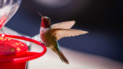 Anna's Hummingbird Wide © pmilota