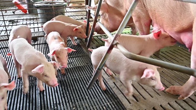 Close-up of group of pigs at pig farm