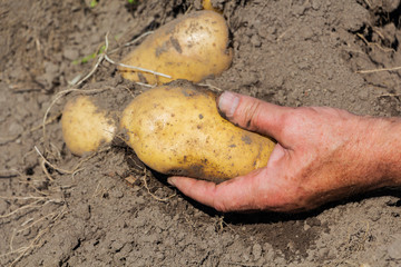 Fresh organic potatoes from the soil, harvesting, manual harvesting.