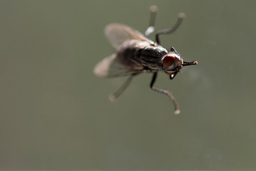 Fly close up, insect macro. selective focus