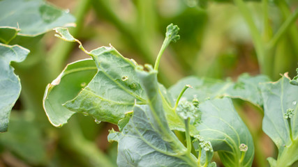 damaged kale  by pest in nature - 285387648