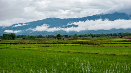 rain cloud over the mountain with the rice field - 285387654