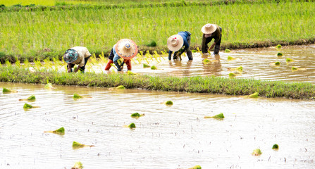 workers growing rice in the paddy field - 285387673