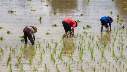 farmers growing rice in the paddy field - 285387682