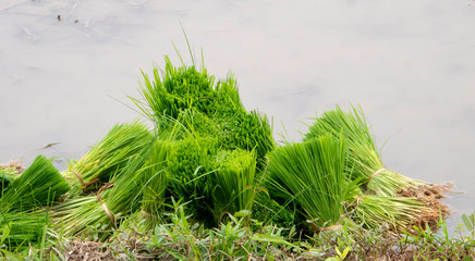 stack of rice plant bunches prepared for growing in the paddy field - 285387686