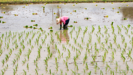 farmer growing rice in the paddy field - 285387691