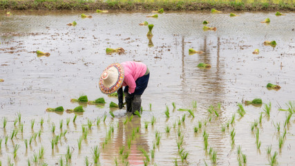 farmer growing rice in the paddy field - 285387694