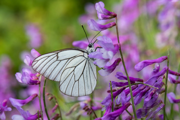 butterfly on flower