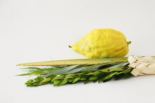 religion image of Jewish festival of Sukkot. Traditional symbols (The four species): Etrog, lulav, hadas, arava. white background