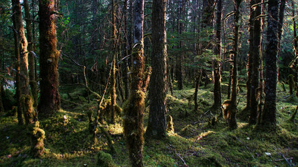 Tongass National Forest