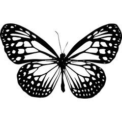 butterfly isolated on white background