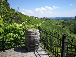 Weingut Weinberge