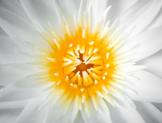 White lotus with yellow pollen