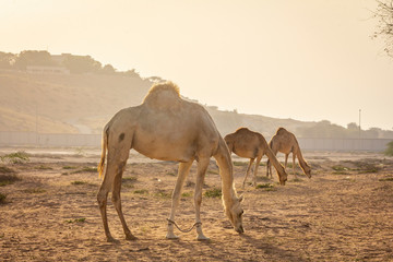 grop camel