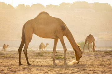 grop camel