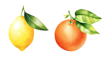Lemons and oranges on a branch. Watercolor illustrartion of citrus tree fruit with leaves.
