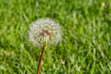 Dandelion Summer