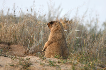 Marmot near a hole in the grass