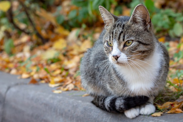 Naklejka na ściany i meble Young gray domestic cat sitting in the autumn garden.