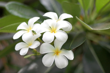 Obraz na płótnie Canvas frangipani flower on green background