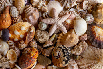 close up of sea shells