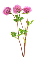 Clover flowers on a stem with green leaves, white background.