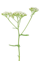 White yarrow flowers with stem isolated on white background. Achillea millefolium flower.