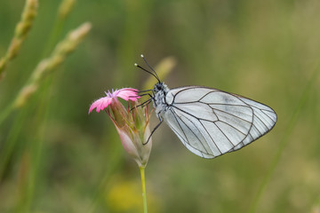 butterfly on flower