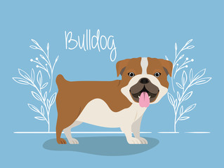 cute bulldog dog pet character