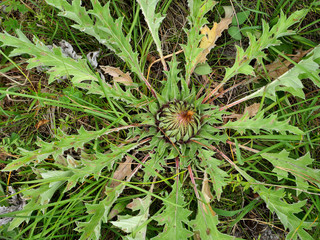 Dziko rosnącey Dziewięćsił popłocholistny (Carlina acanthifolia subsp) bardzo rzadka roślina ciepłolubna  kwitnąca na  murawach wśród pól w porannym ciepłym dniu 