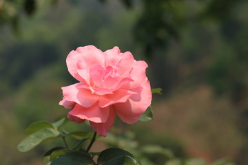 pink rose in garden