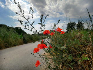 Malowniczy bukiet Maku polnego (Papaver rhoeas L.)  przy polnej drodze © JDziedzic